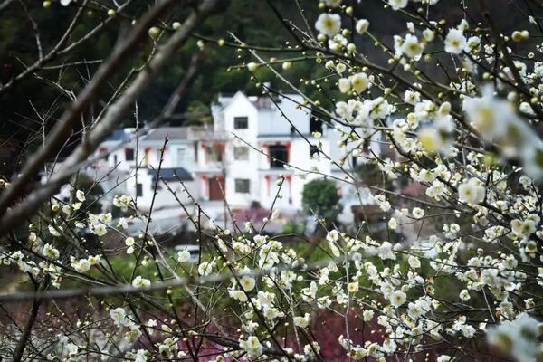 Huangshan invites visitors to marvel at plum blossoms splendor in spring