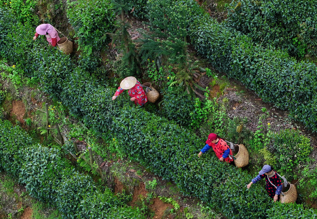 Taiping Houkui tea ready for brew in Huangshan