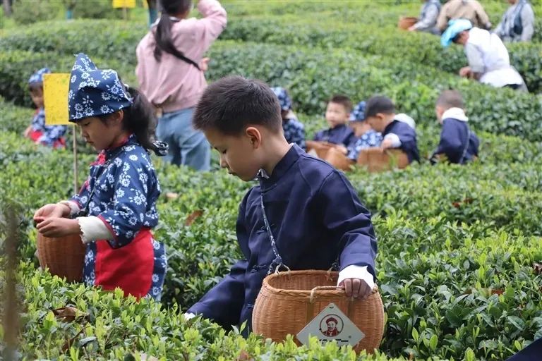 Huangshan embraces spring with tea gatherings and harvest