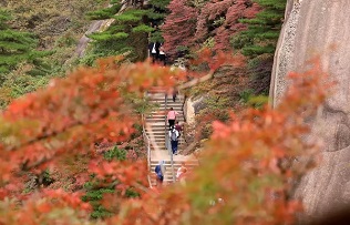 Picturesque Huangshan welcomes best autumn viewing season