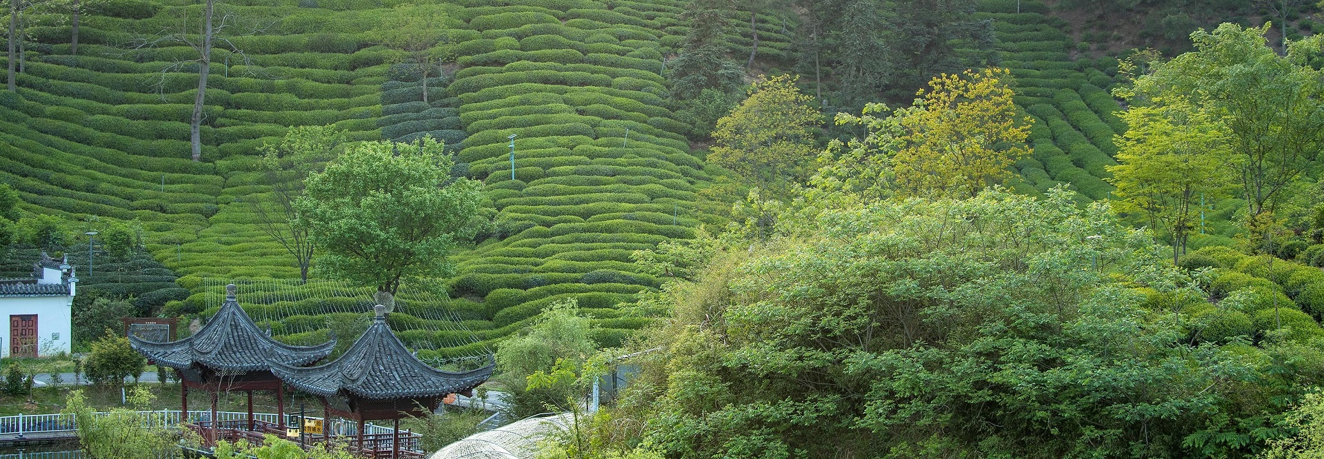 Huangshan tea satisfies Africa's longing