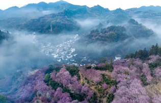 Mountainous village surrounded by plum tree blossoms