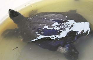 Incentive offer to find endangered turtle raises concern