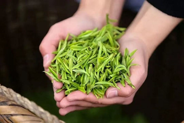 Qimen red tea: Emblem of Chinese tea culture making waves globally
