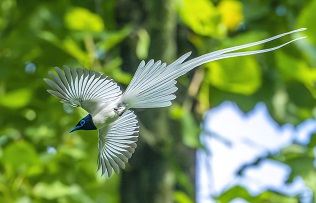 Birds find haven in Huangshan's Bangxia village