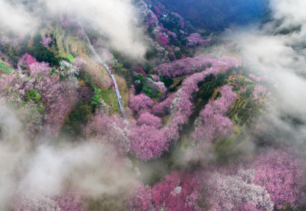 Shexian county enjoys plum blossom parade