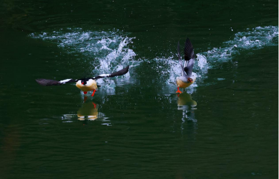 Endangered, rare Chinese mergansers sighted 