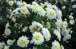 Space-traveled Huangshan chrysanthemums undergo cultivation 