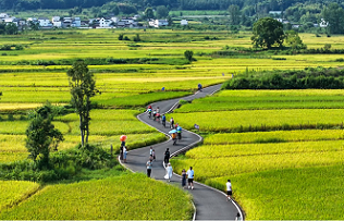 Golden fields of serenity: Rural escape in Yixian, Huangshan