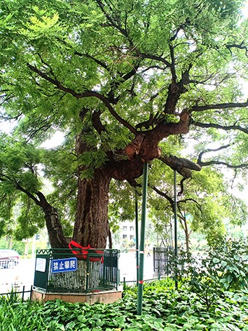 511-year-old locust tree discovered in Beijing E-Town.jpg
