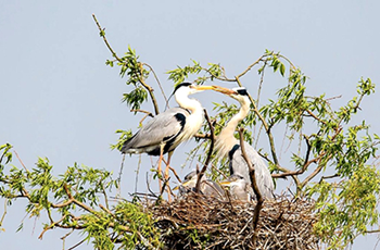 Herons find their paradise in Nanhaizi Park