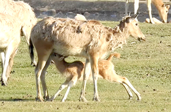 38 new calves in Elk Garden 