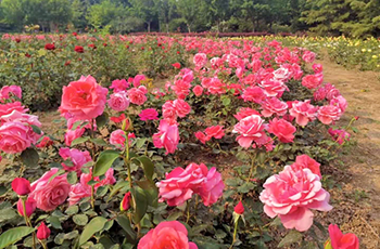 Nearly 80,000 monthly roses in Nanhaizi Park in full bloom