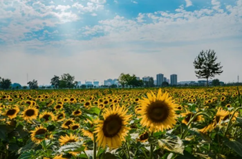 Beijing E-Town awaits for you to enjoy its beautiful sunflowers