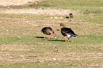 White-fronted geese rest in Nanhaizi Park 