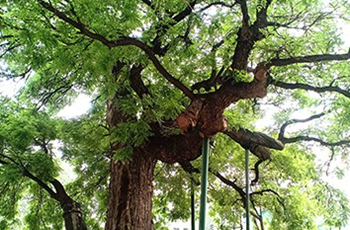 511-year-old locust tree discovered in Beijing E-Town