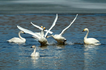 Swans bring spring to Nanhaizi Park