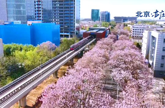 Admire the beauty of Paulownia Avenue in one minute