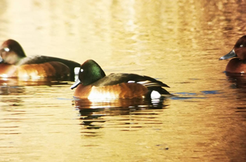 Rare duck species find their way into Beijing E-Town