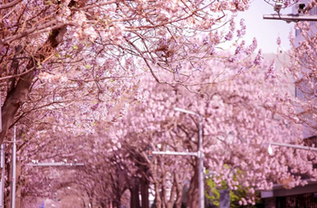 Why is Paulownia Avenue in Beijing E-Town so popular?