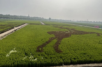 Rice fields in E-Town show embroidery-style art