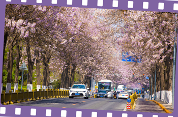 2024 Beijing E-Town · Paulownia Flower Festival to bloom 