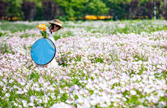 Blooming flowers bring life to Xinwu
