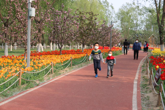 Daxing’s tulip garden opens to public as May Day holiday approaches