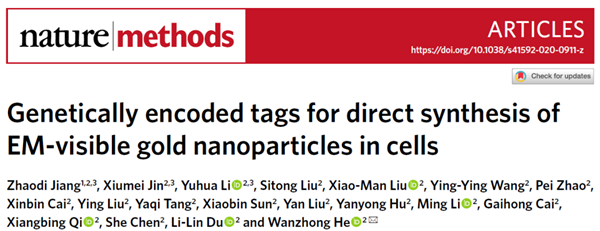 Chinese research team develops new approach for genetically encoded tags for single-molecule imaging in electron microscopy