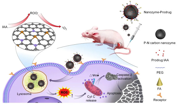 Chinese research team reports new nanozyme-activated prodrug strategy for targeted tumor catalytic therapy