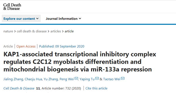 Research groups explain function of the transcriptional regulatory mechanism of MiR-133a in cell differentiation