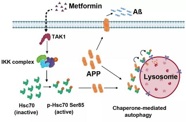 Researchers discover new mechanism of metformin-activated CMA for treating AD pathologies