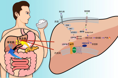 BSC helps two scientific achievements be listed as 2020 top 10 advances in life sciences