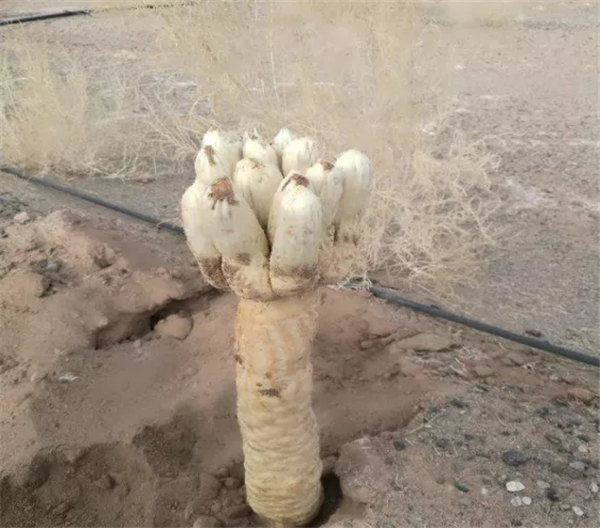 1609827434763080449.png 16005068555822223288.png