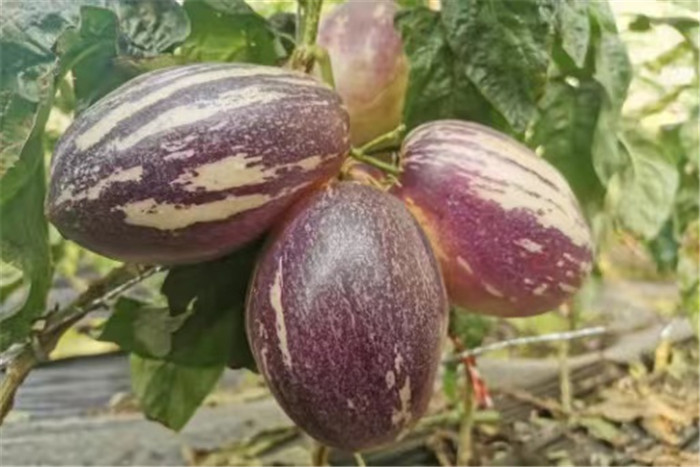 1644570546243070450.jpg 7ac34e95a3faab72d95ea1e94dc298b_副本.jpg