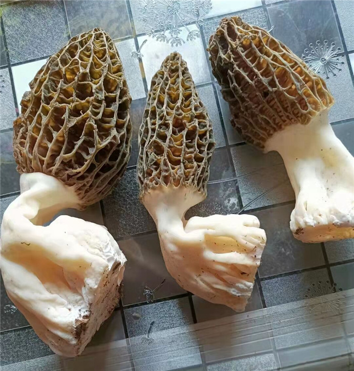 1644570703373091518.jpg 1840ca57716120e4fc098f2b6569445_副本.jpg