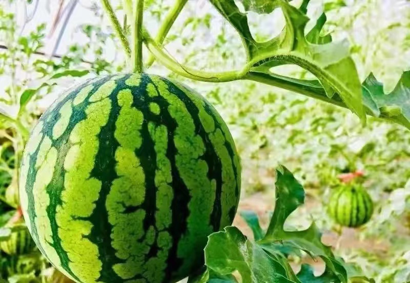 1648461511573020121.jpg e753a1ee83b3a697f1165f708e6dd26.jpg