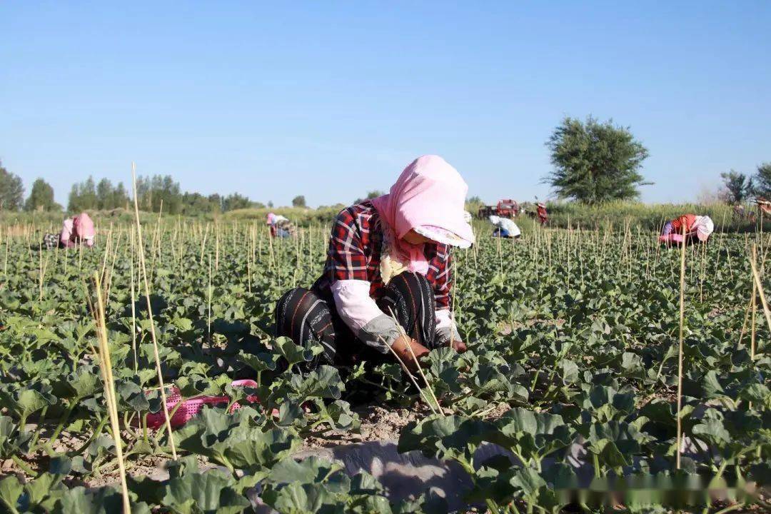 1657788592528060649.jpg 1657788592528060649.jpg