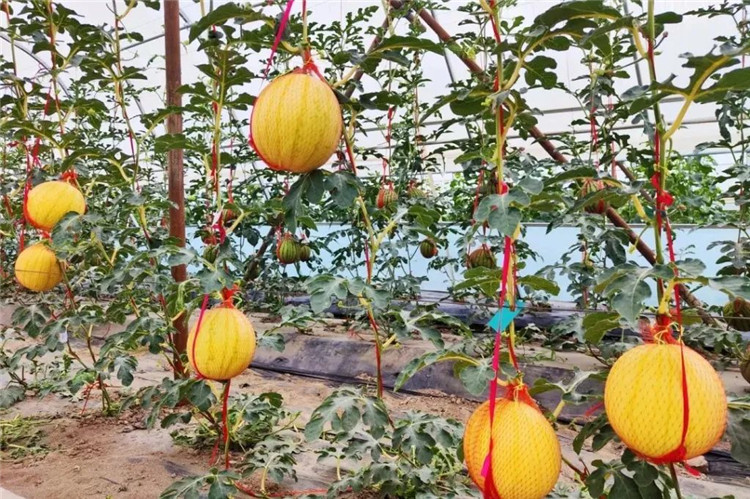 1658472836793084208.jpg 161de1f58351183ea5ccbd9dd5b1ff3_副本.jpg