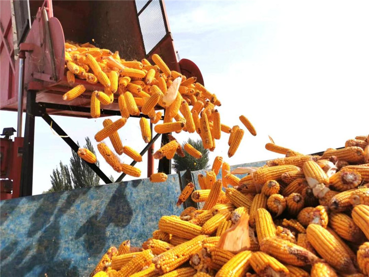 玉米收割机“吐”出了玉米.jpg