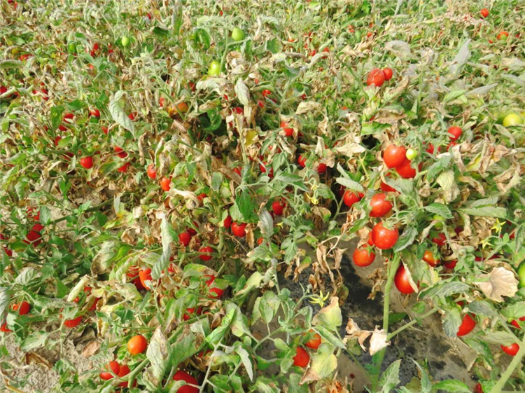 1665395107312050012.png 图片37_副本.png