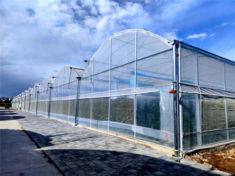 1665481998043007544.jpg 县农业技术推广中心蜜瓜种植示范园区3.jpg