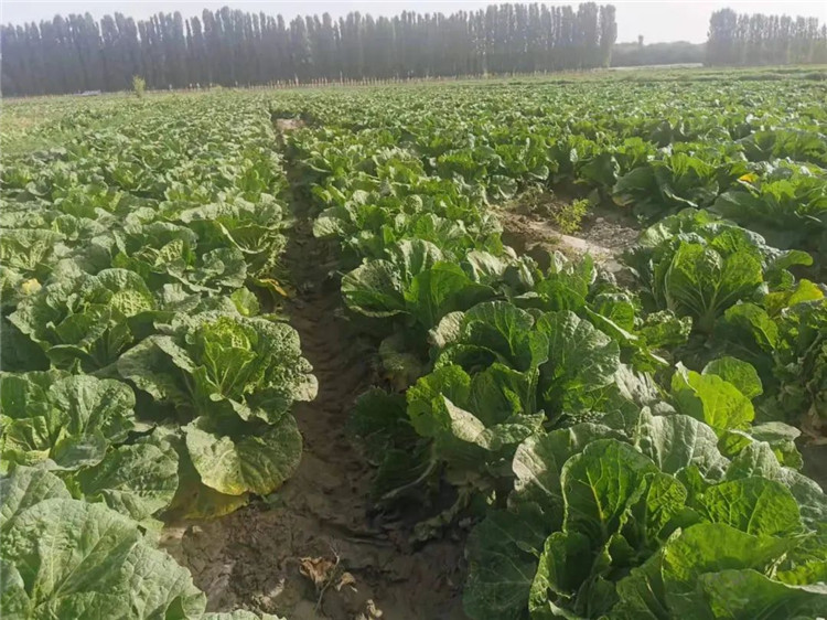 1665565100666065640.jpg a730843a89e4df510eb3db6fbc4b499_副本.jpg