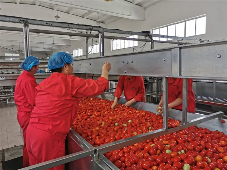 1666861775370036784.jpg 2.西域阳光有限公司生产线上机器轰鸣.jpg