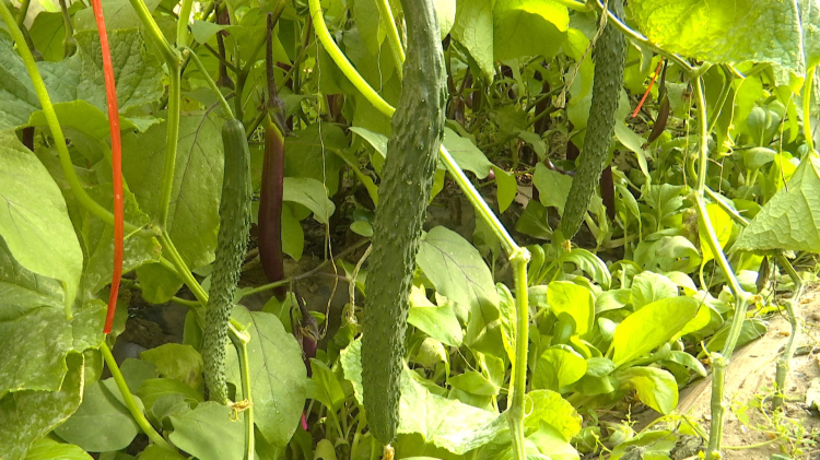 1672911093228061069.png 图片5_副本.png