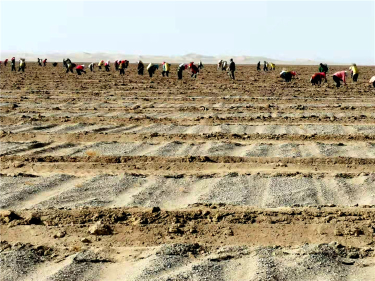 1680168930720066859.jpg 务工人员正在栽种梭梭苗3.jpg