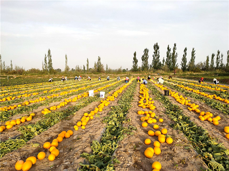 1683191167584017992.png 图片2_副本.png