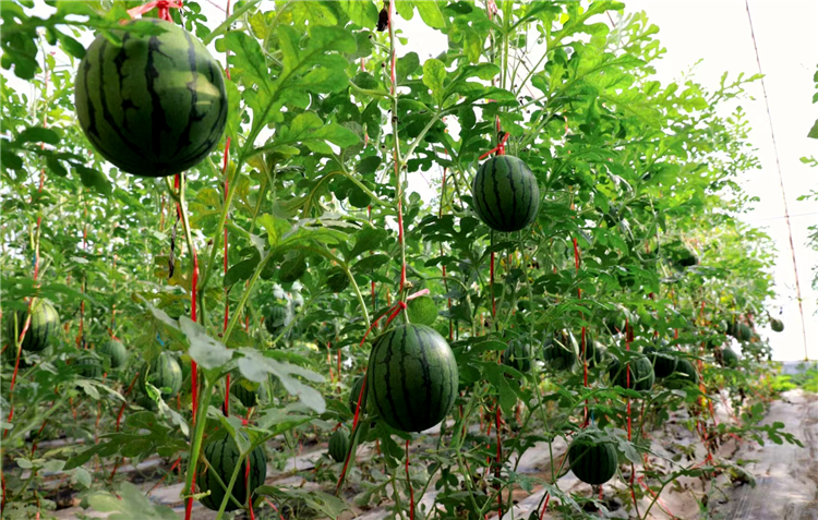 1683191208247003341.png 图片4_副本.png