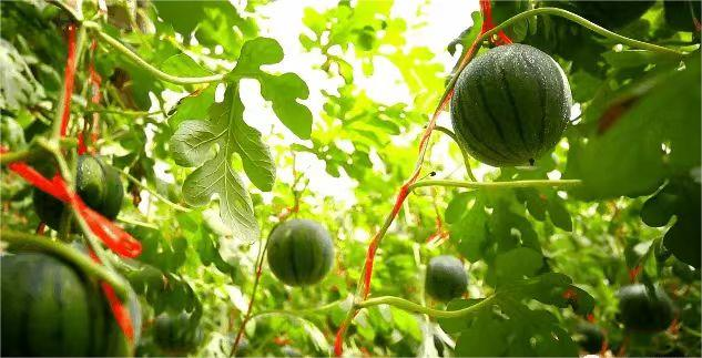 1683365430052058245.png 图片6.png