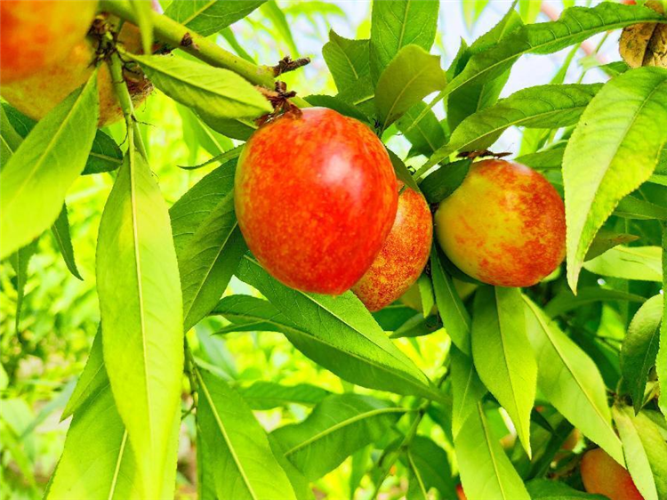 1683537519004056472.png 图片5_副本.png